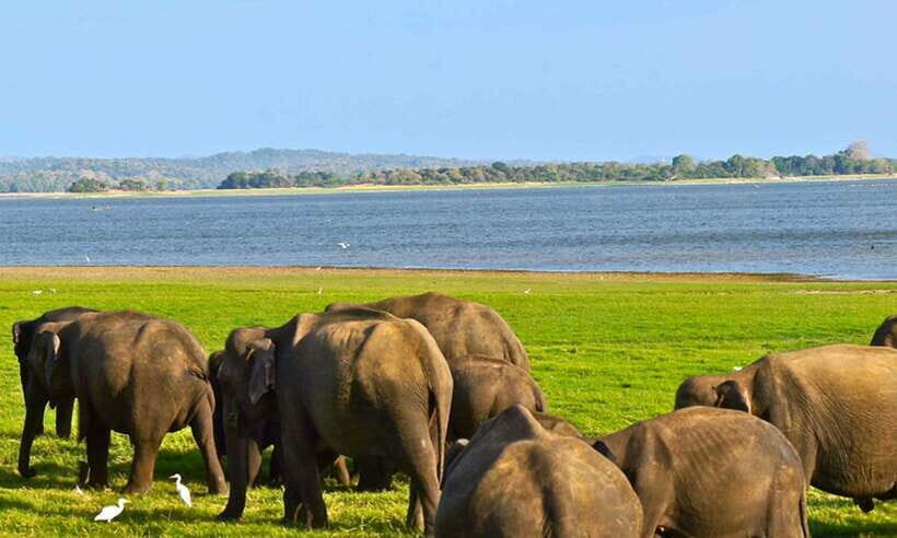 From Hikkaduwa/Galle/Weligama/Mirissa: Udawalawa Safari Tour - The Sum Up: Is This Tour Right for You?