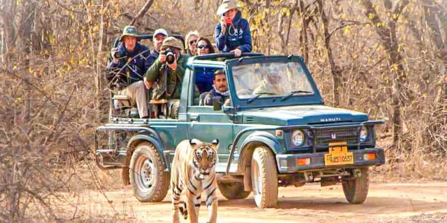From Jaipur: Private Ranthambore Park Trip with Tiger Safari - Who Will Love This Tour?