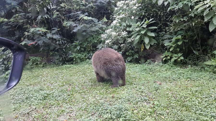 From Jakarta: Private Taman Safari Day Tour - Is This Tour Worth the Price?