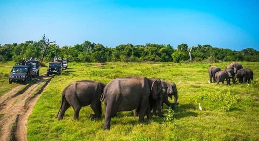 From Kandy : Sigiriya & Minneriya National Park Day Tour - Practical Details & Tips