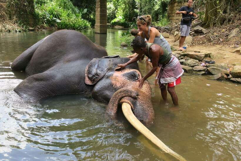 From Kandy To Pinnawala Private Day Tour via Ambuluwawa - Authentic Experiences and Real Feedback