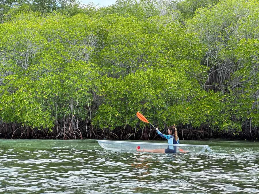 From Lembongan: Kayak/Paddleboard/Boat Mangrove Tour - Why This Tour Offers Good Value