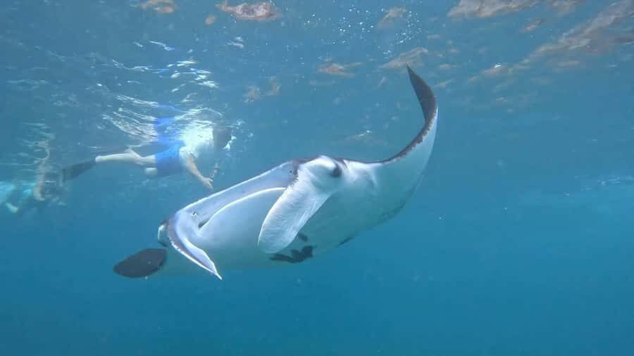 From Lembongan: Snorkeling 3 Spots, Mangrove and Land Tour - The Land Tour and Mangrove Experience