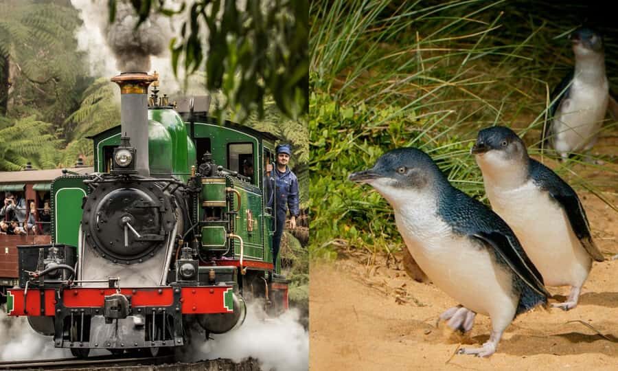 From Melbourne: Puffing Billy & Penguins Combo Tour Package - From Forest to Coast: Phillip Island and the Penguins