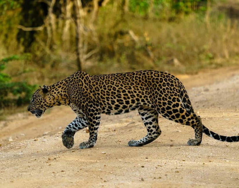 From Mirissa / Galle / Tangalle to Yala Safari & Drop- Ella - Diving Into the Details: What to Expect on Your Yala Safari & Drop