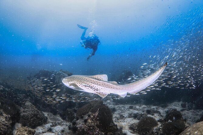 From Phi Phi Don | Half Day Discover Scuba Diving 2 Dives - What Makes This Tour Stand Out?