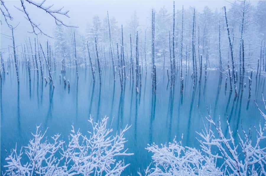 From Sapporo: Biei, Furano or Asahikawa Private Day Trip - What Makes This Tour Stand Out?