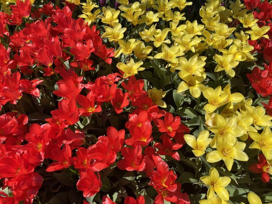 From Seattle: Tour of Skagit Valley Tulip Festival - The Highlights of RoozenGaarde and Tulip Town