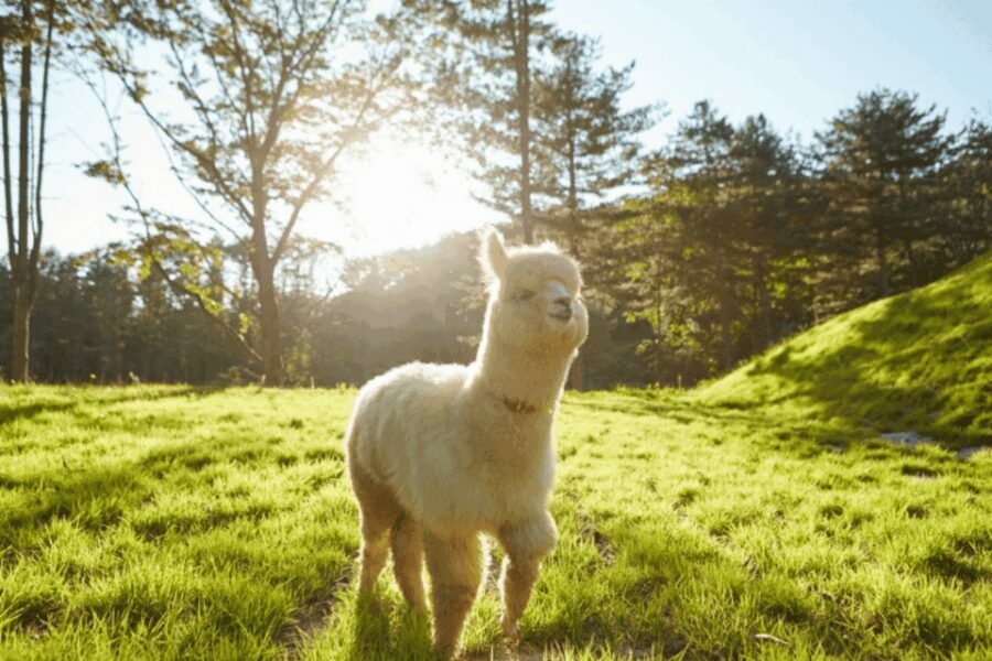 From Seoul: Alpaca Farm with Rail bike/ Luge Racing - Who Will Love This Tour?
