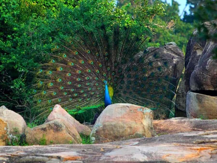 From Sigiriya: Minneriya National Park Eco Jeep Safari - What You Can Expect