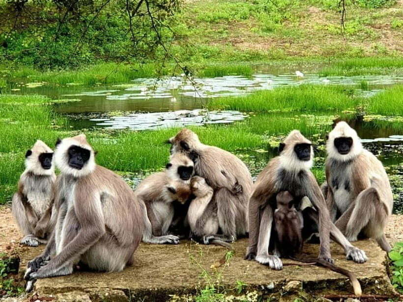 From Tangalle/ Hiriketiya: Yala Safari with Drop: Ella - Why This Tour Is Worth Considering