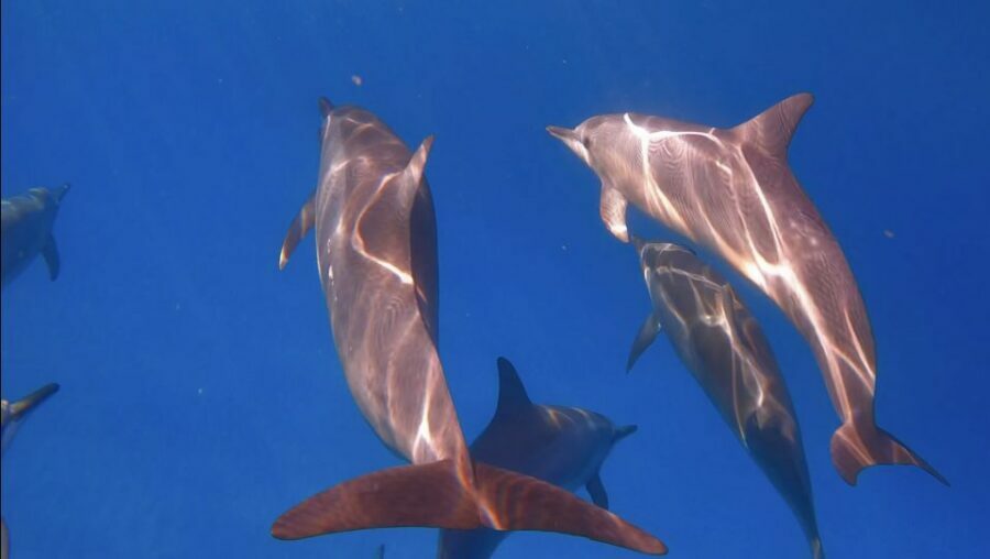From Waikiki: Turtle Canyon Snorkeling Tour - Why This Tour Stands Out
