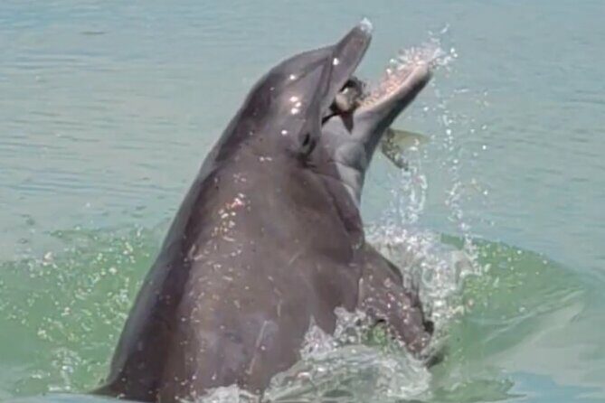 Full Day (6 hours) Sanibel Eco Boat Charter, Gulf and Pine Island - What’s Included and What Not