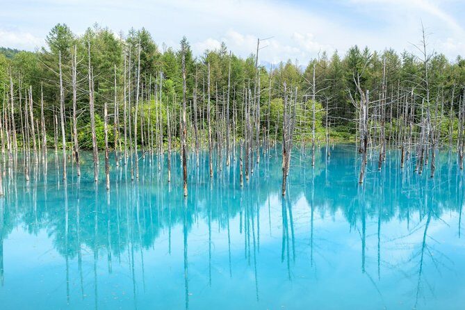 Full-Day Furano Lavender Farm and Blue Pond from Sapporo - Transportation and Group Experience