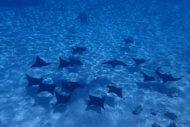 Full-Day Private Boat Tour of Bora Bora Lagoon with Snorkel - Who Is This Tour Best For?