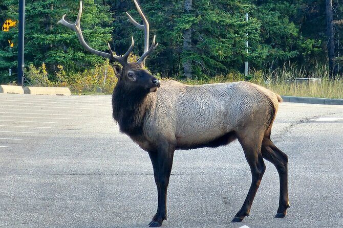 Full Day Private Tour Banff/Yoho Customized Sightseeing - The Experience: What We’re Told and What to Expect
