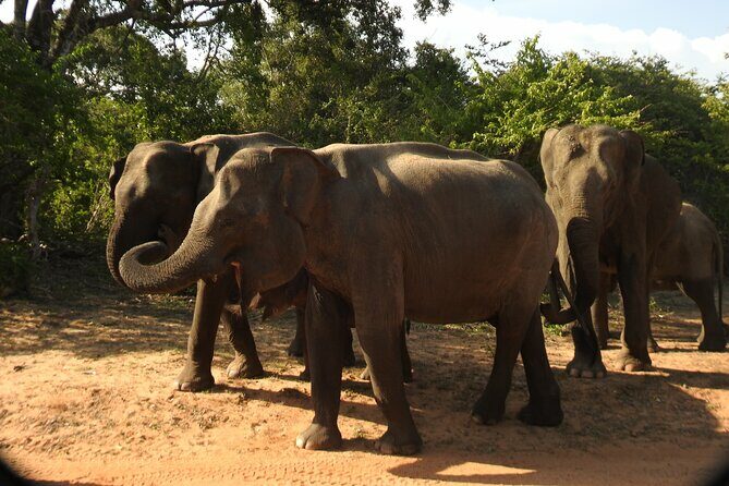 Full Day Safari Tour in Yala National Park - What Makes This Tour Stand Out?