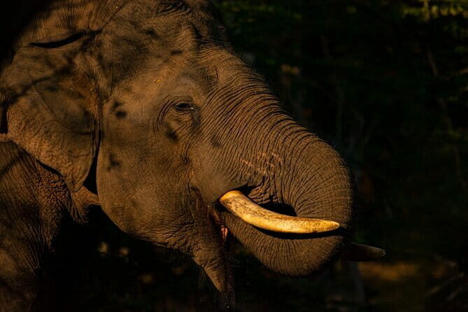 Full Day Safari Tour Yala - What Sets This Tour Apart?