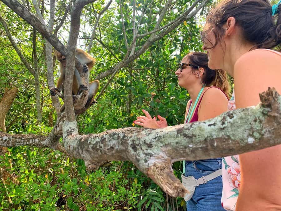 Galle: Koggala Lake Boat Safari with Monkeys Birds & Nature - Who Should Consider This Tour?