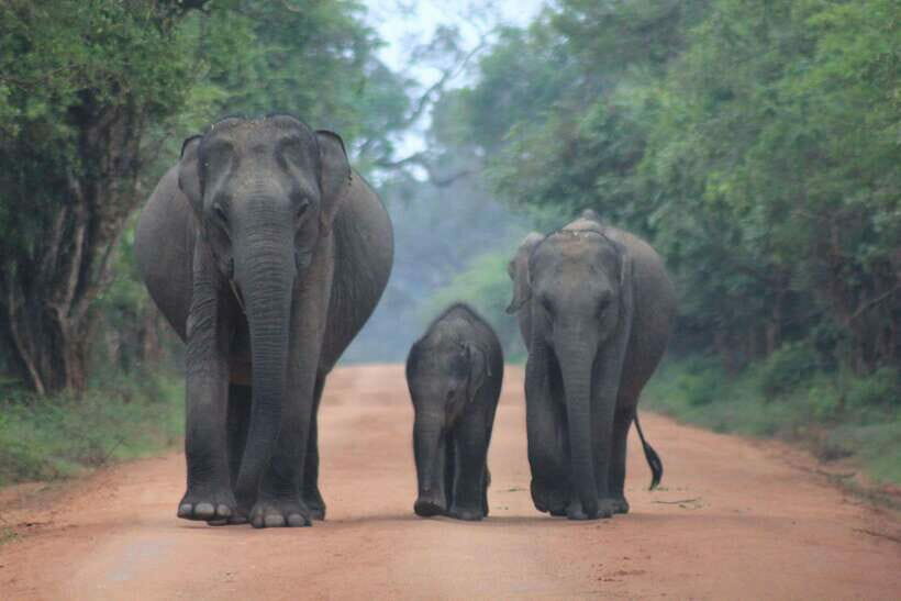GALLE/MIRISSA/TANGALLE/HIRIKETIYA DROP to ELLA & YALA SAFARI - Why This Tour Works for Travelers