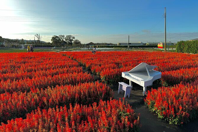 Gaomei Wetlands, Rainbow Village, Miyahara & Zhongshe from Taipei - The Itinerary: What You’ll Experience