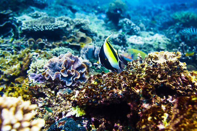 Gili Air : Private Snorkeling with 4 spots - Why This Tour Offers Great Value