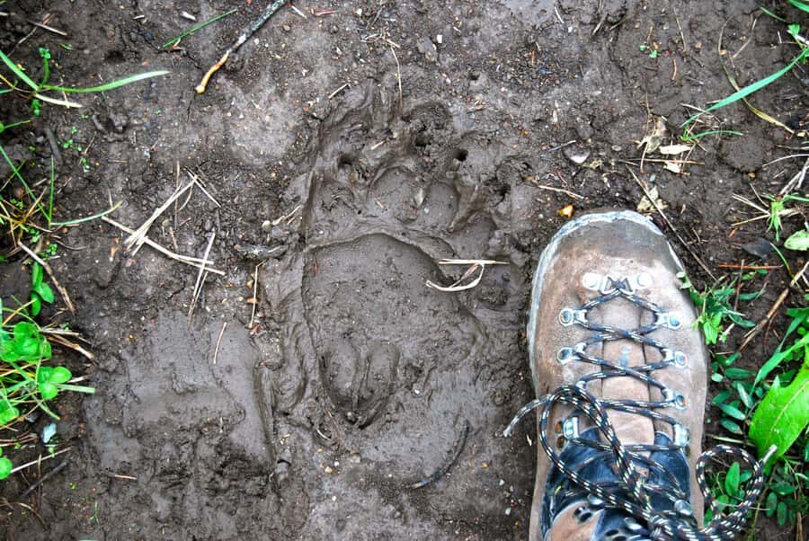 Glacier National Park: Morning Nature Walk - Practical Details and Value Analysis