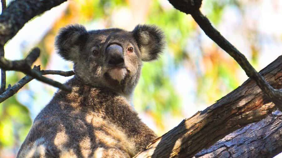 Gold Coast: Mount Tamborine Kangaroo and Koala Day Tour - How the Details Shape Your Experience