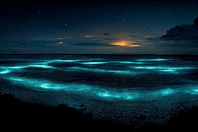 Grand Cayman Bioluminescent Bay Adventure - The Itinerary in Detail