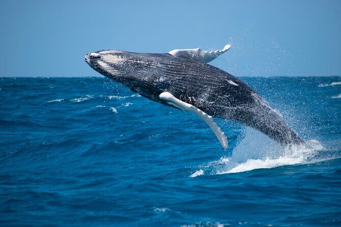 Grand Turk: Whale Watching - Why This Tour Might Be Perfect for You