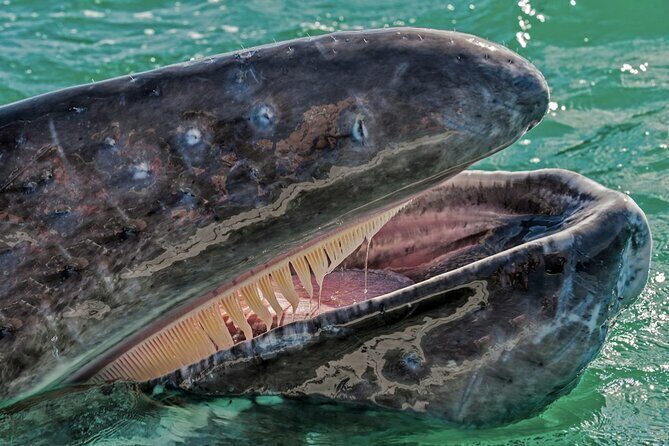 Gray Whale Watching Expedition at Magdalena Bay - FAQ