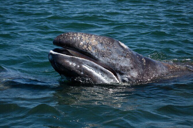 Gray Whales Watching in Magdalena Bay - The Authentic Experience: What Sets This Tour Apart