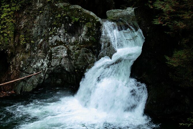 Guided Rainforest & Suspension Bridge Private Hike - The Itinerary in Detail