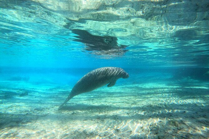 Guided Semi-Private Snorkel Tour (w/ FREE Photos!) - The Sum Up