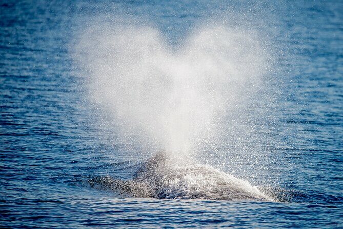Guided Whale Watching Tour from Long Beach - The Itinerary: What to Expect