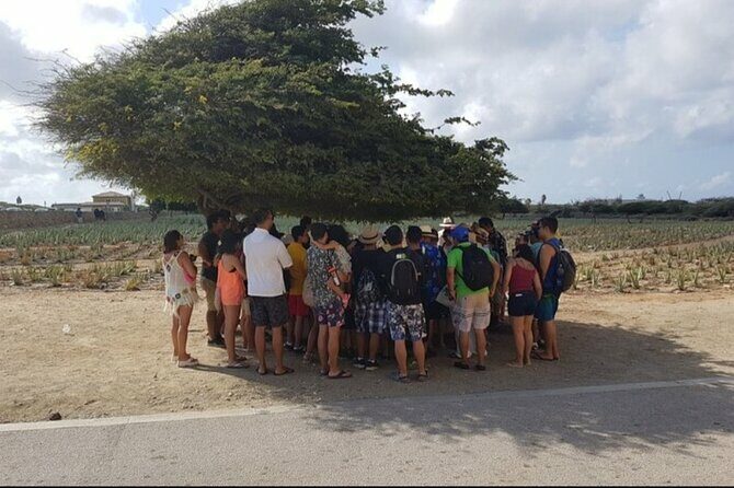 Half-Day Aruba Sightseeing Tour & Beach in an Air-condition Bus - Inclusions and Extras
