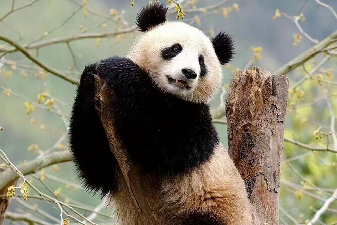Half-Day Chengdu Panda Research Base Private Tour - Practical Tips for Travelers