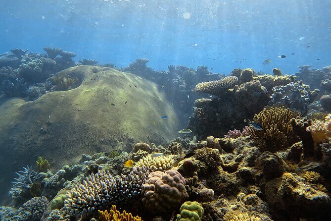 Half Day Outer Reef Snorkelling Tour from Port Douglas - An In-Depth Review of the Reef Snorkelling Experience