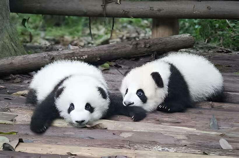 Half day small group tour to Chengdu Panda Breeding Center - The Itinerary in Detail