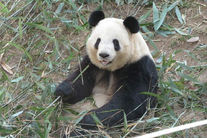 Half Day Tour to Xi'an Wild Panda Breeding and Protecting Center - What the Tour Offers