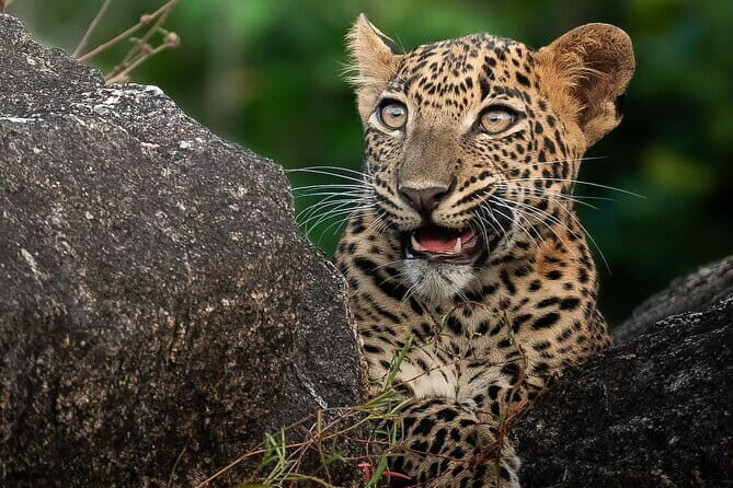 Half Day trip in Yala National Park - FAQ