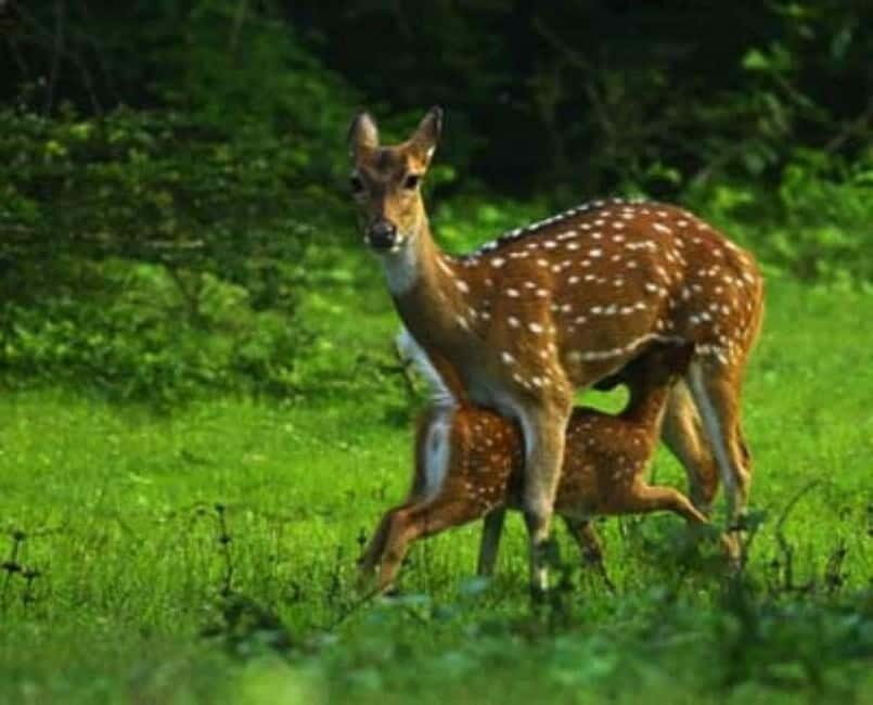 HalfDay Jeep Safari in Minneriya National Park - Why This Safari Is a Good Deal