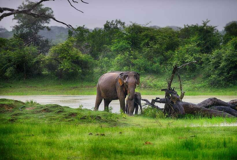 Hambantota Port: Udawalawe Safari Tour & Transit Home Visit - Who Should Consider This Tour?