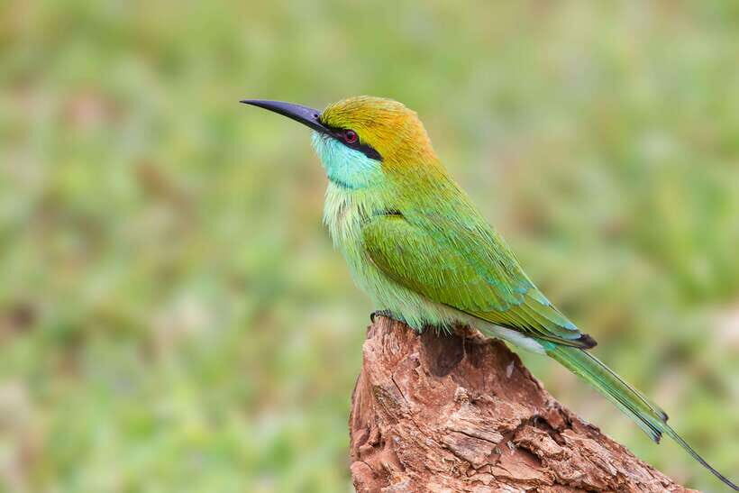 Hambantota Port: Yala National Park Safari (Shore Excursion) - Who Should Consider This Tour?