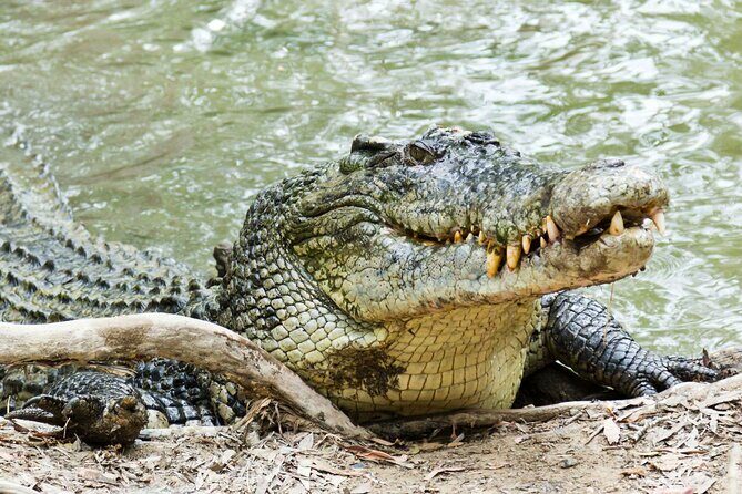 HARTLEY'S CROCODILE TRANSFER between Port Douglas & Hartley's Crocodile (return) - The Experience at Hartleys Crocodile Adventures