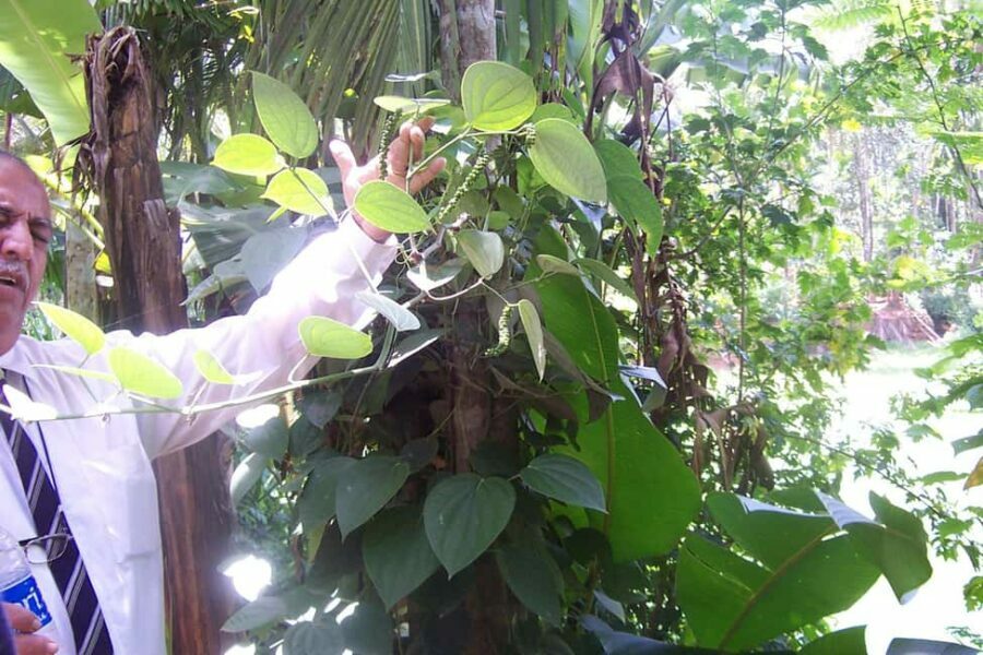 Heritage Goa, Ancient Churches and Spice Plantation Visit - What the Tour Means for You
