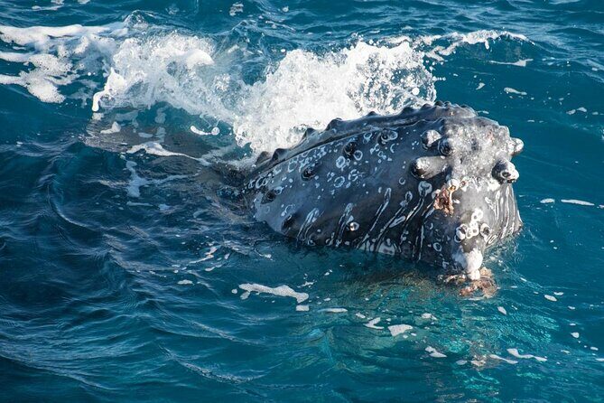 Hervey Bay: Best Value Half Day Whale Watching Cruise - Final Thoughts