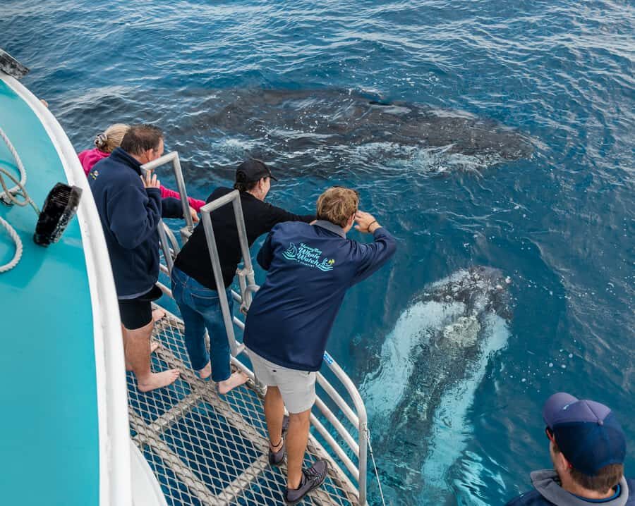 Hervey Bay: Humpback Whale-Watching Half-Day Cruise - The Itinerary and What You Can Expect