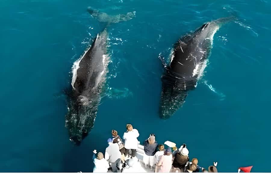 Hervey Bay Whale Odyssey Cruise - The Itinerary in Detail
