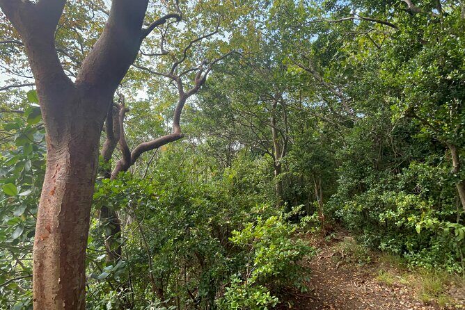 Hike St Kitts: Wingfield Rainforest and Romney Experience - Exploring the Rainforest and Beyond